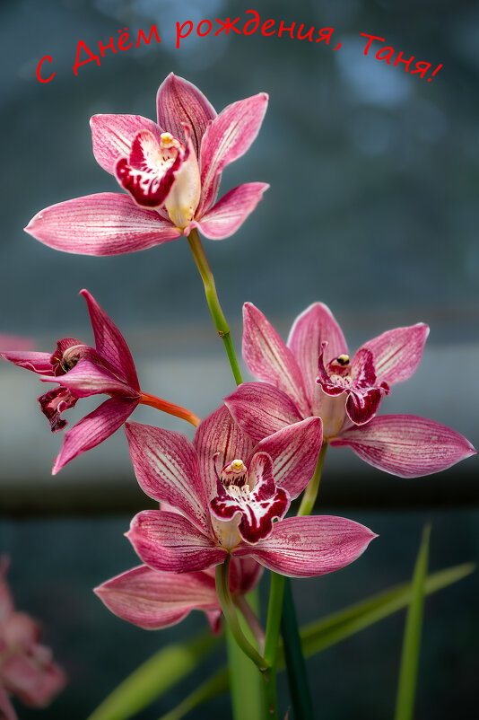 Цветы для Татьяны Помогаловой. - Борис Гольдберг