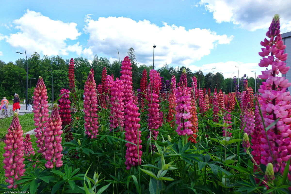 Цветочки в Монрепо - Игорь Корф