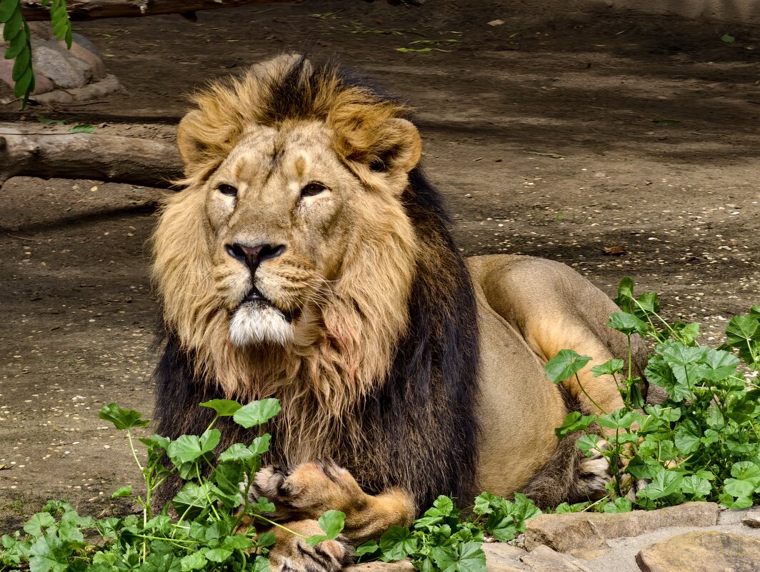 Лев - <<< Наташа >>>