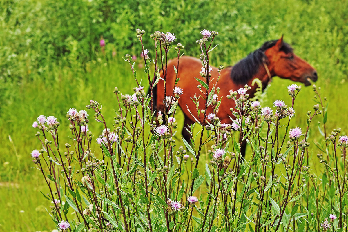Июль...Конь среди цветов у реки! - Владимир 