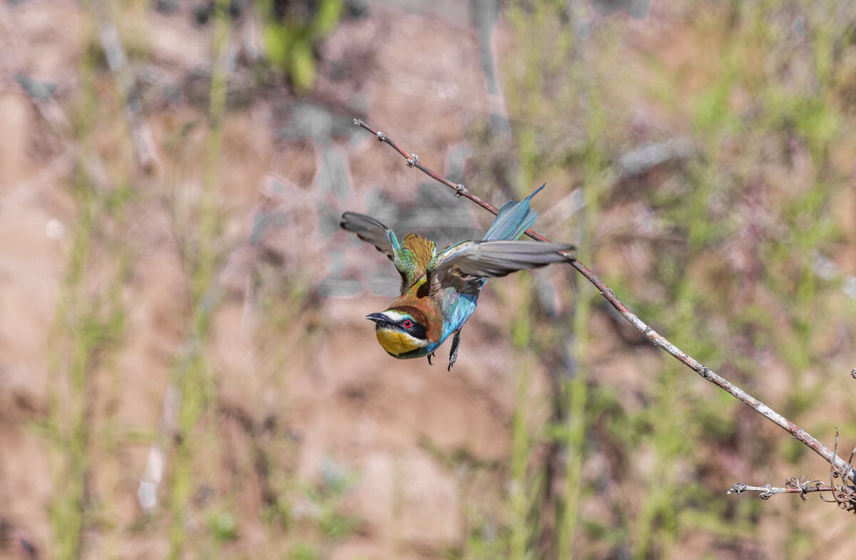 щурки. - юрий макаров
