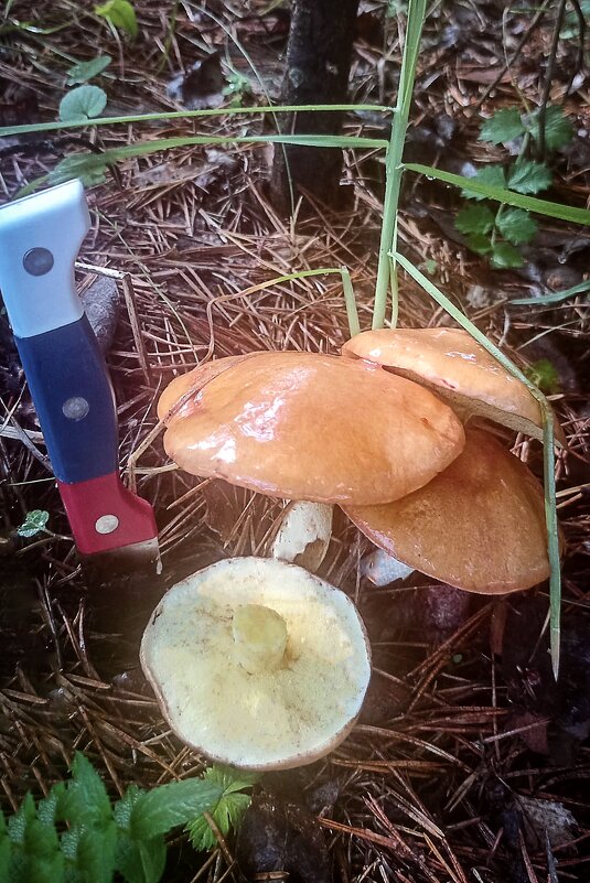 Маслята. - Светлана Кузнецова