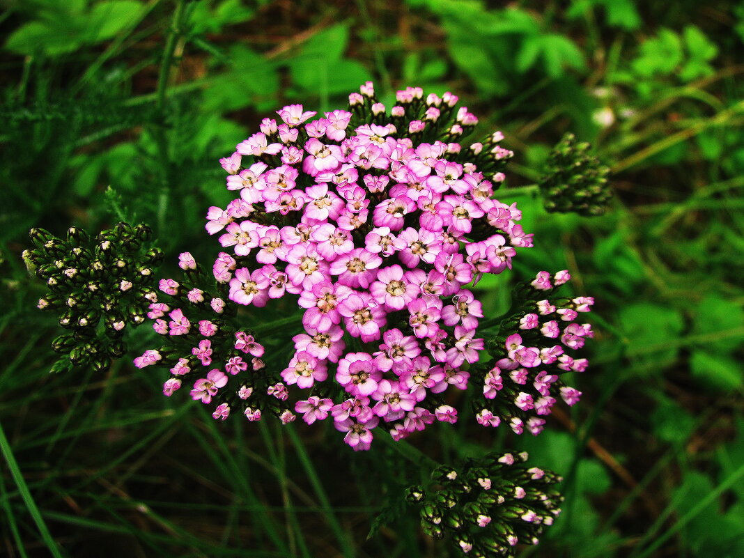 Декоративный тысячелистник - Людмила Смородинская