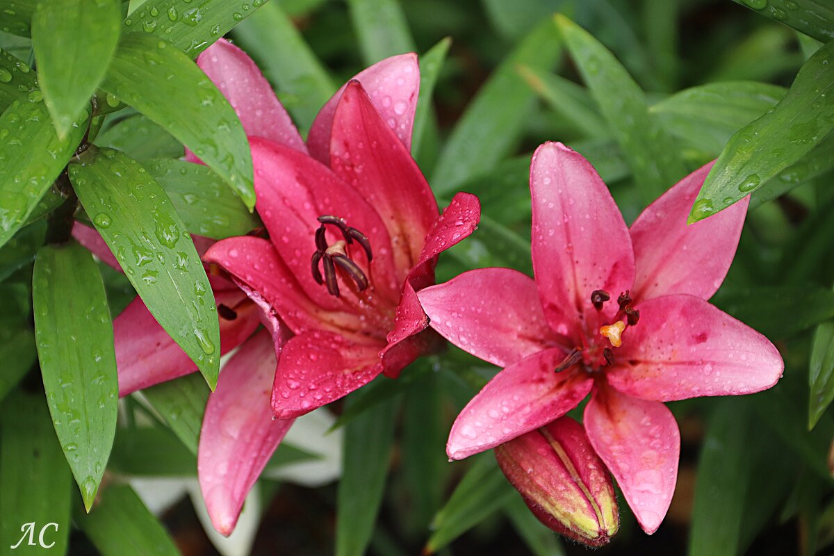 После дождя (серия) - Любовь Сахарова