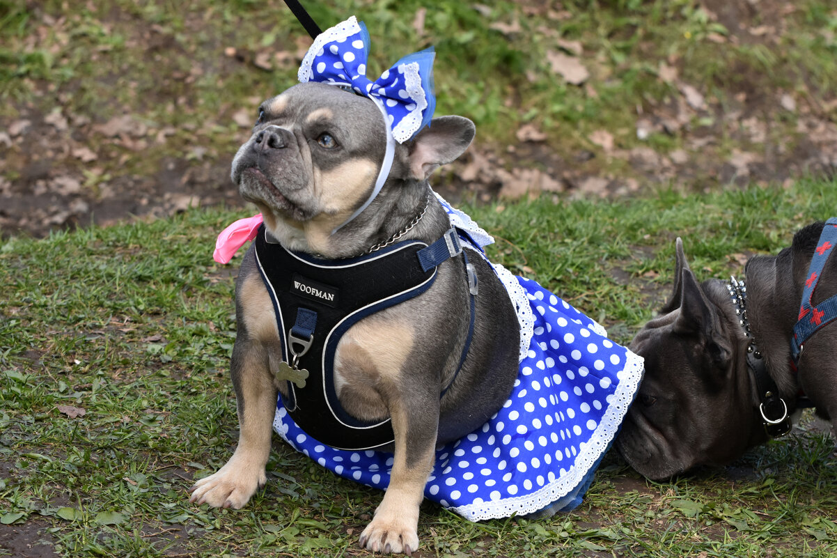 Москва. Парад французских бульдогов в усадьбе «Воронцово». - Наташа *****