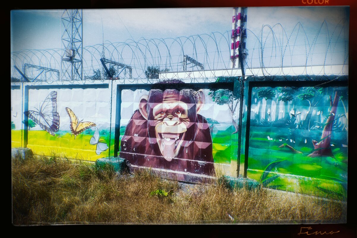 Макака улыбака. - Игорь Солдаткин