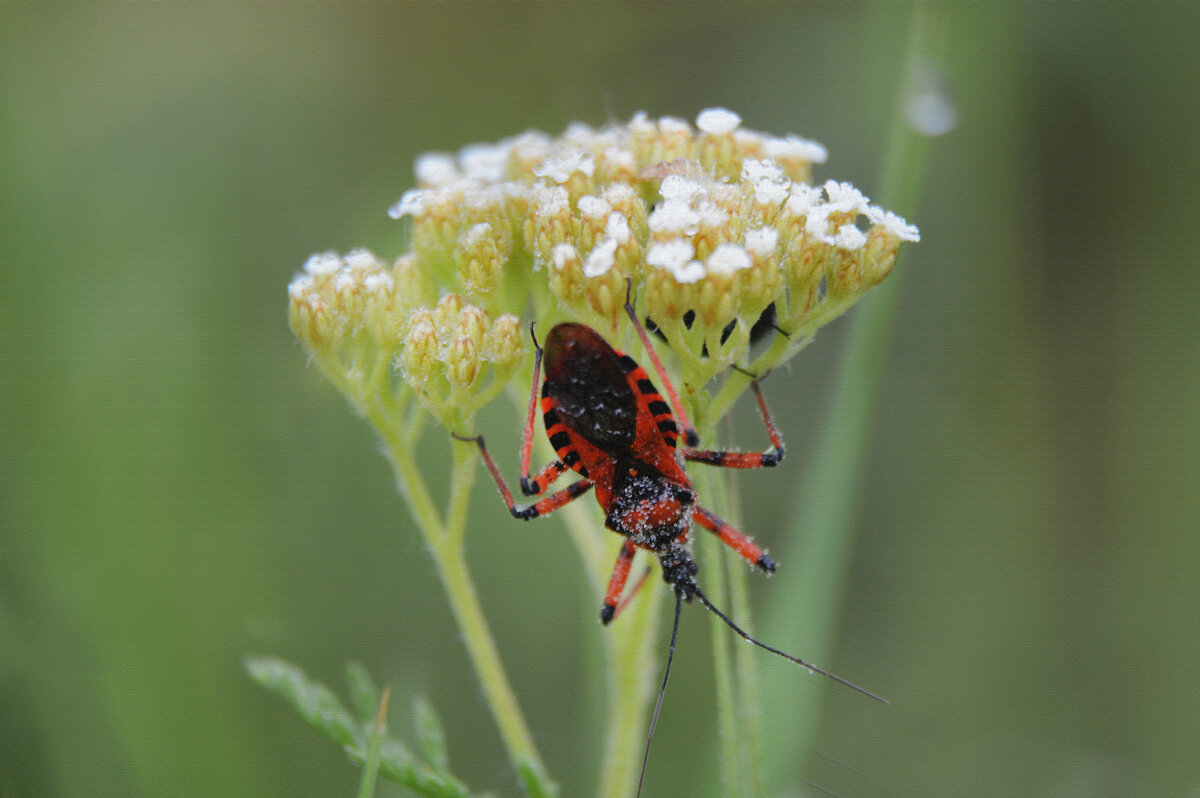 Клоп хищнец кольчатый... сурьёзный  жучок.... - Надежда Куркина 
