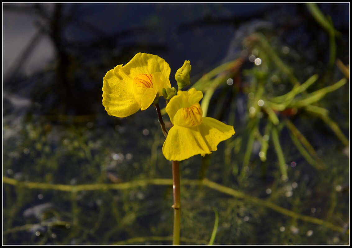 Болотный цветок... - Aleksandr Gal