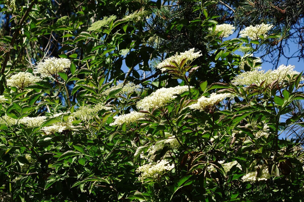 Бузина - Рита Симонова