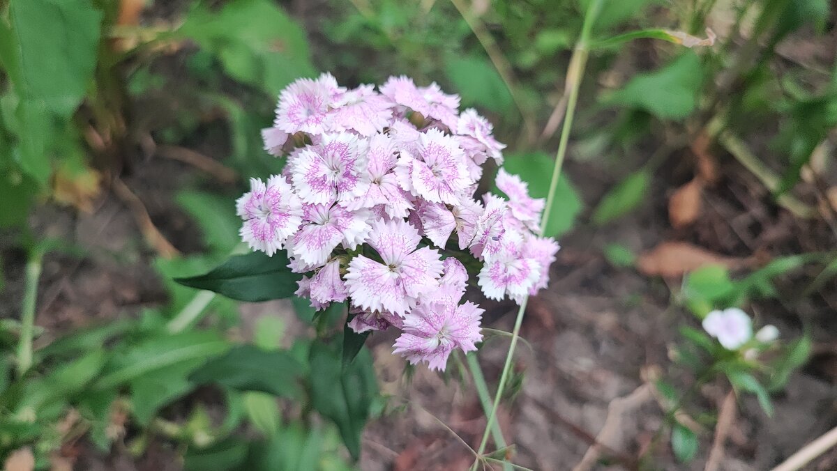 ,,, - Сергей Тимоновский