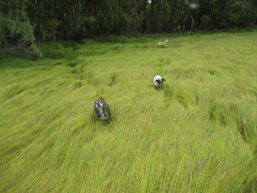 Прогулки - Anna Ivanova