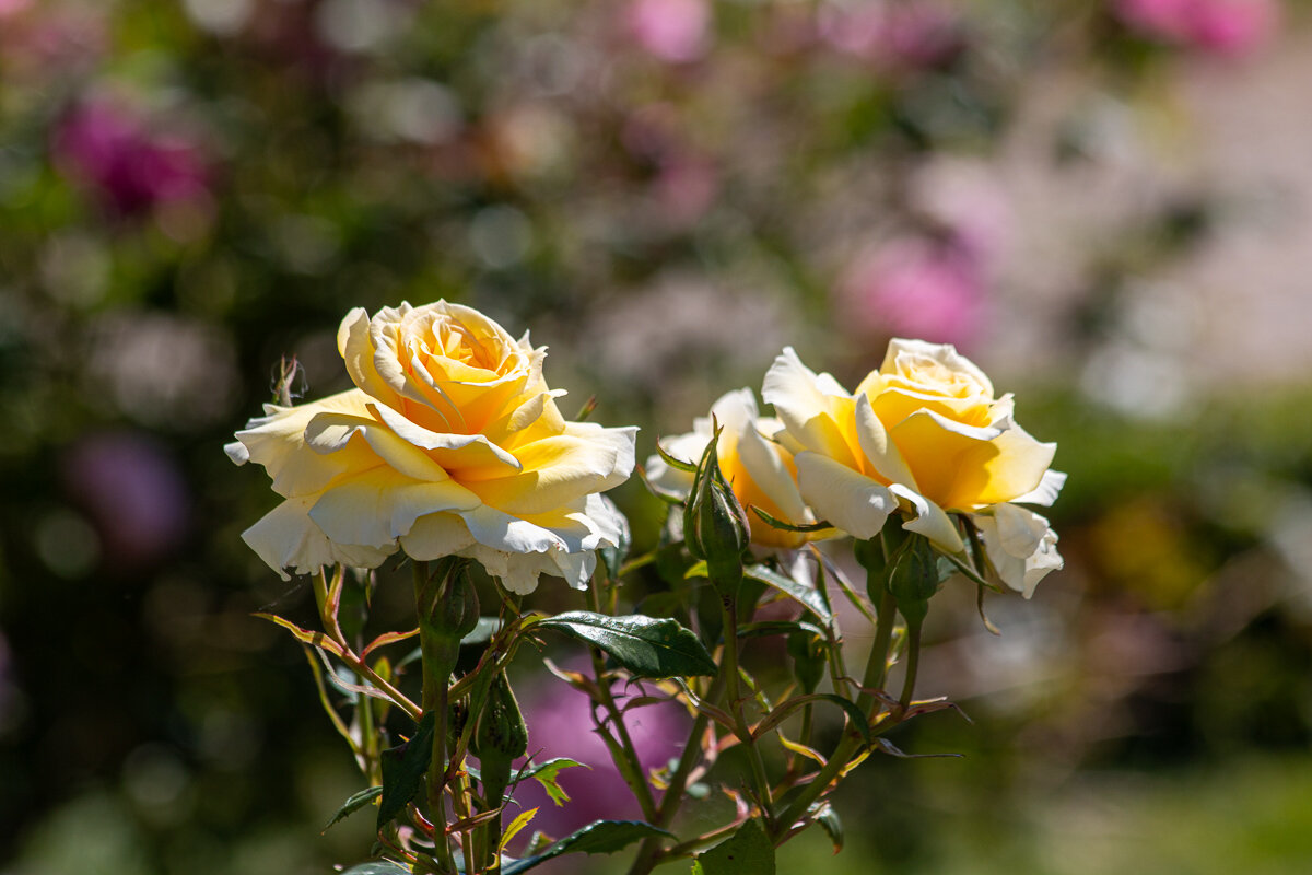 *** - Геннадий Порохов *** - Геннадий Порохов