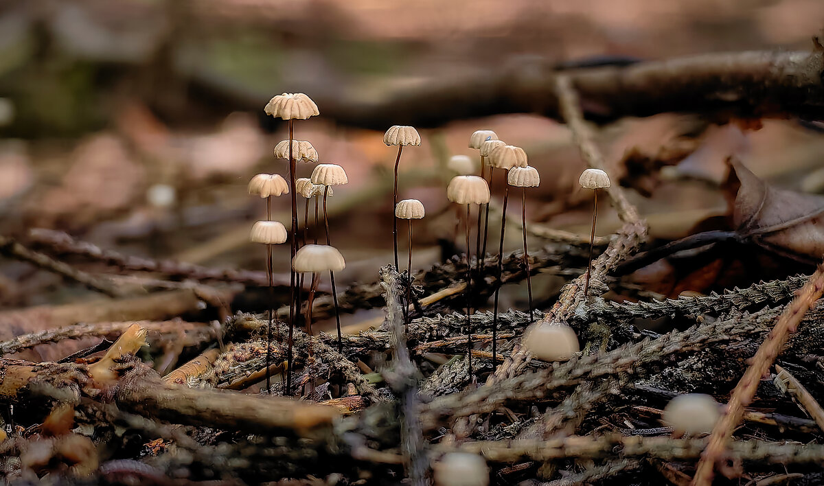 Немного грибов - Sergey Gorelov