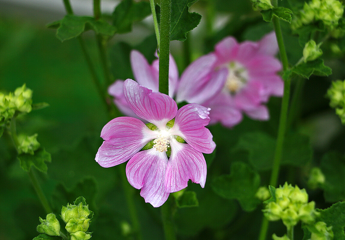 Из мальвовых - Светлана 