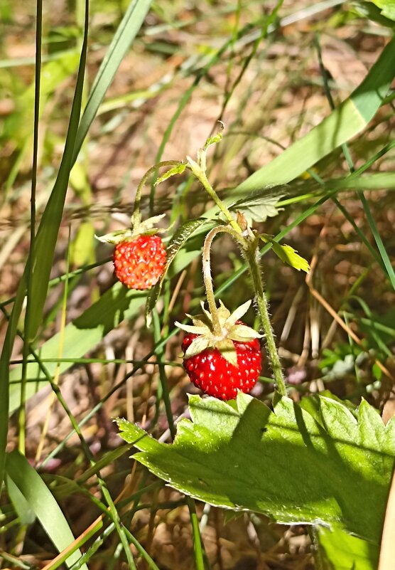 Ягодное лето - Pippa 
