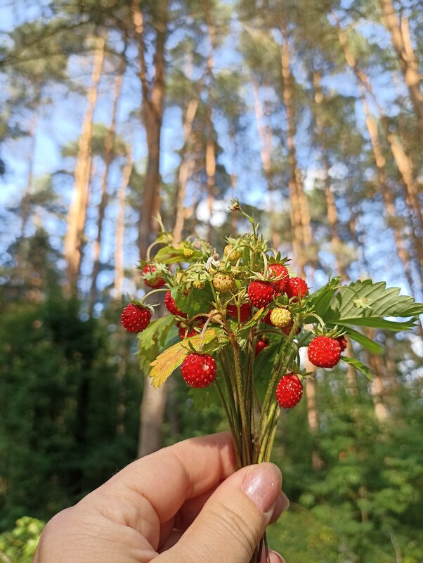 Ягодное лето - Pippa Ягодное лето - Pippa