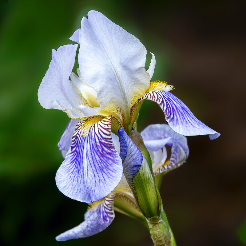 Ирис - Aleksey Afonin Ирис - Aleksey Afonin