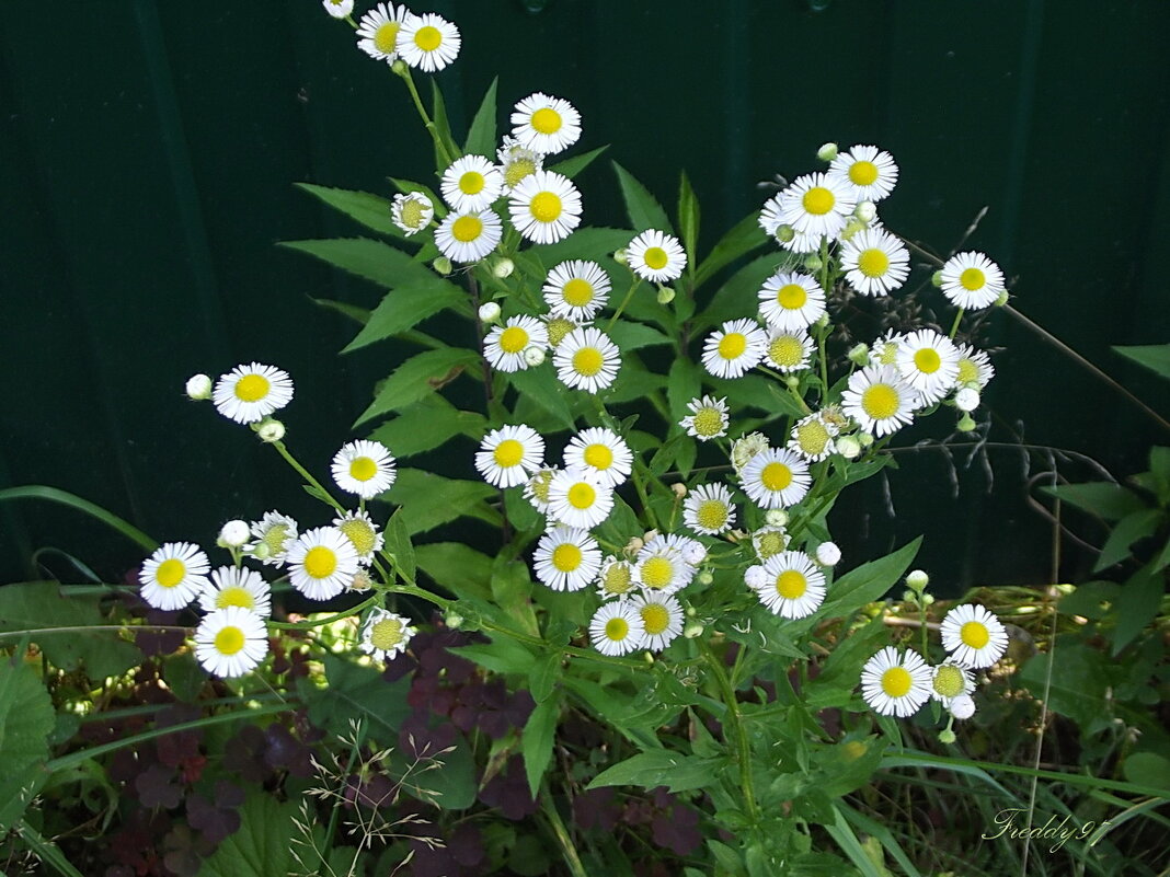 Цветочки - Freddy 97