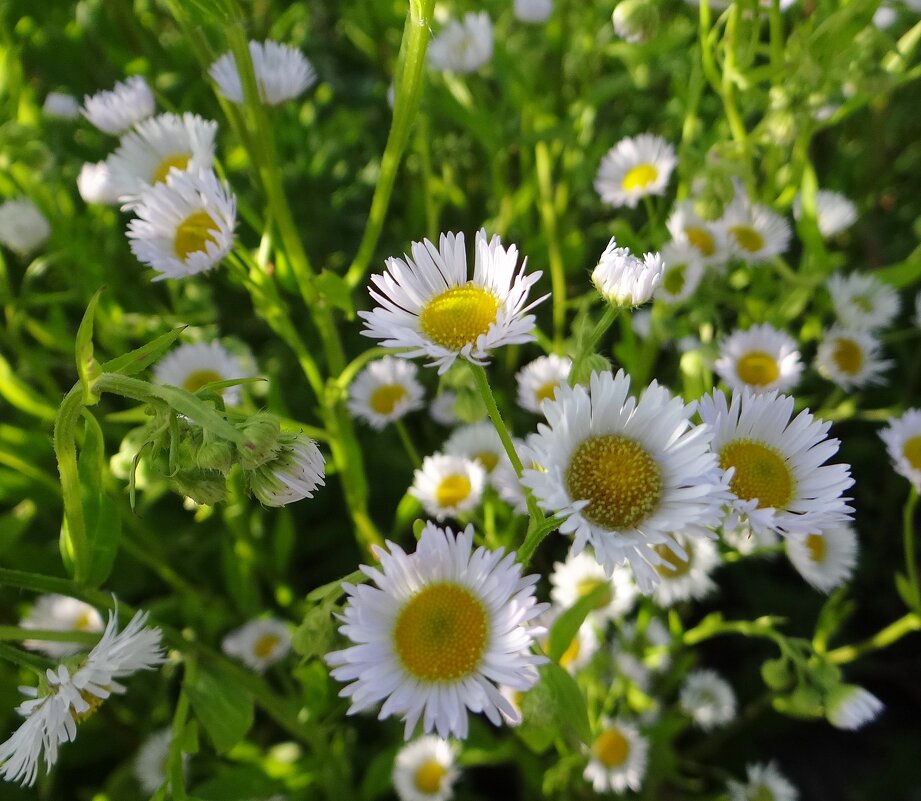 Полевые цветы - Антонина Гугаева