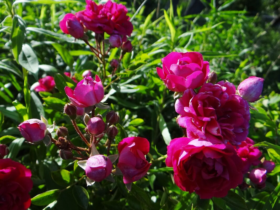 Цветут и радуют нас - Антонина Гугаева