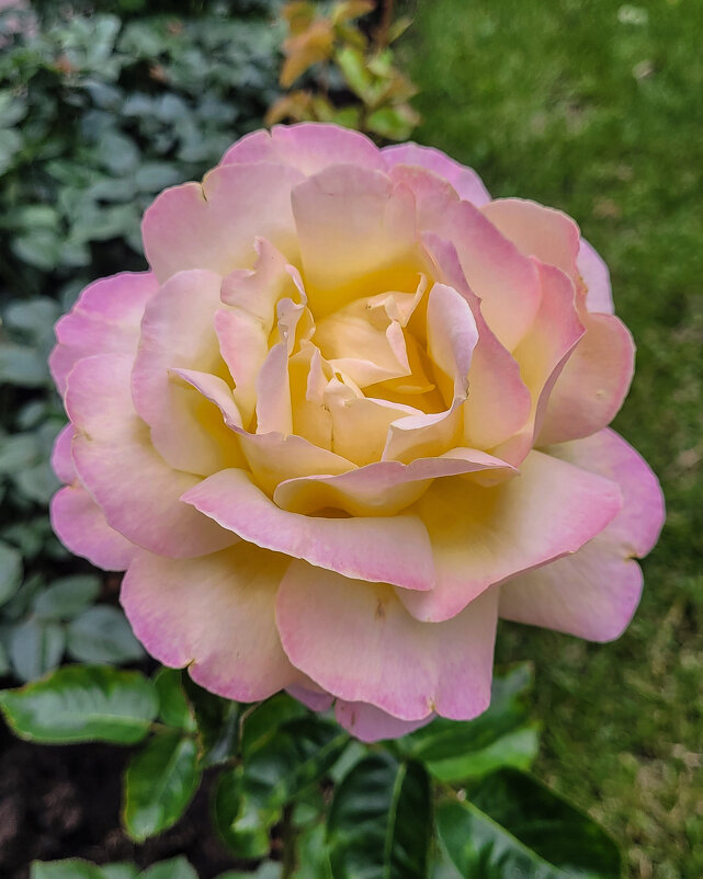 Роза парка Динамо - Татьяна Машошина