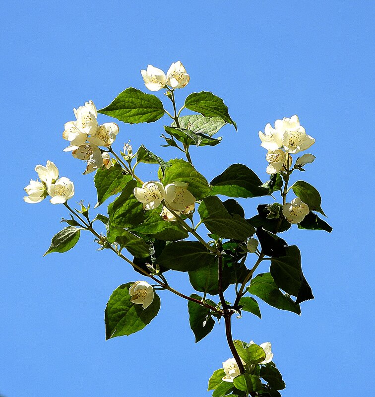 *** - Леонид leo