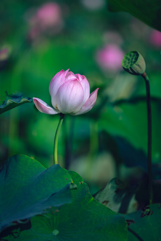 Летом в парке - Дмитрий 