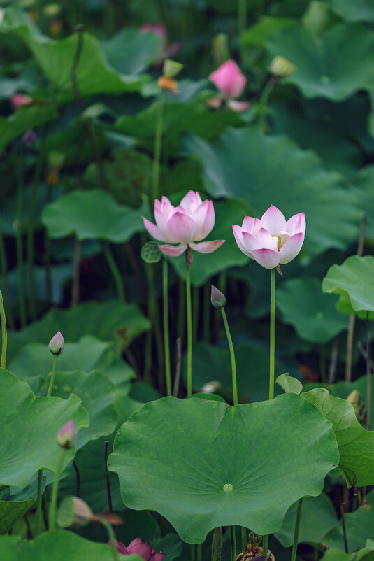 Лотосы в парке - Дмитрий 