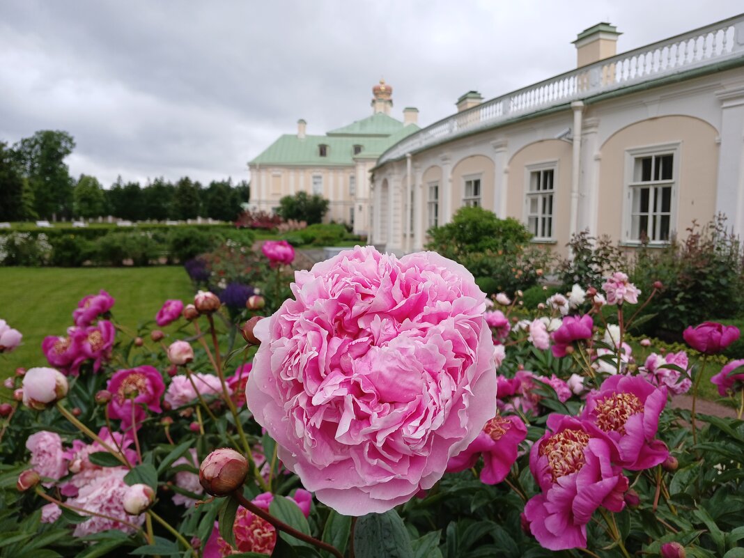 Ораниенбаумские пионы. - Лия ☼ Ораниенбаумские пионы. - Лия ☼
