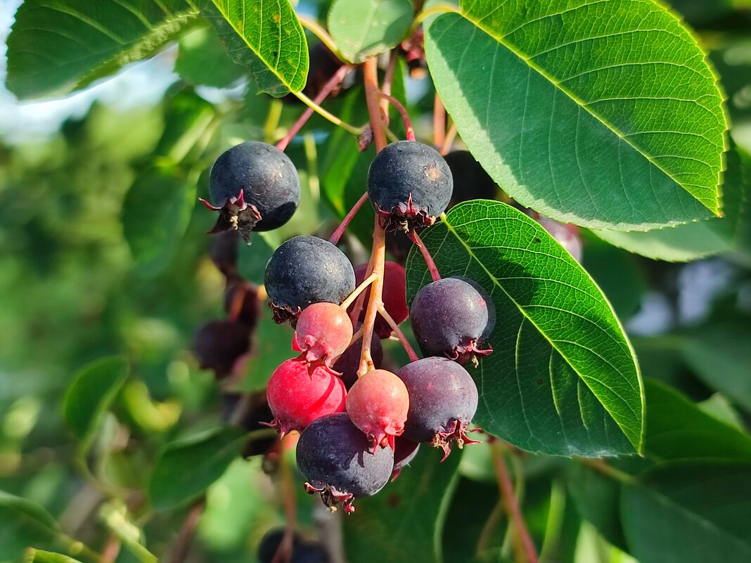 Ирга - Валентина Богатко 