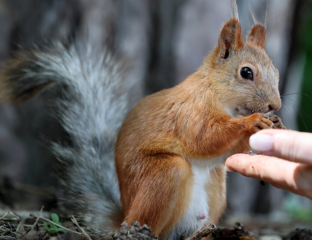 Завтрак на траве сзади... - Александр Кондаков