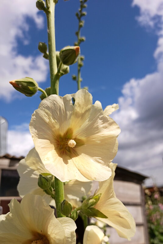 Мальва. - Игорь Родионов