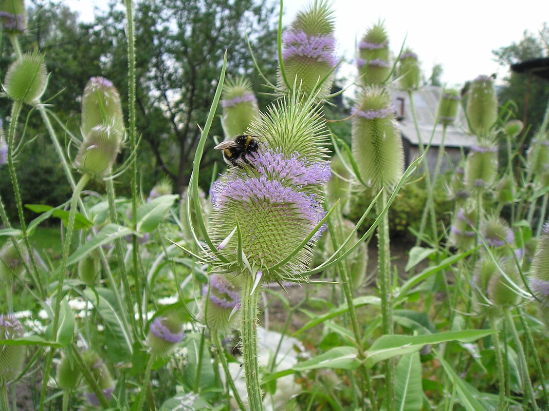 Шмель работал, остальные - просто цвели - Серж Show