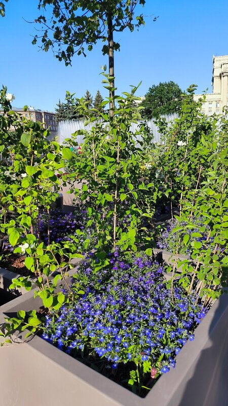 Сад на Московской площади. - Ольга 