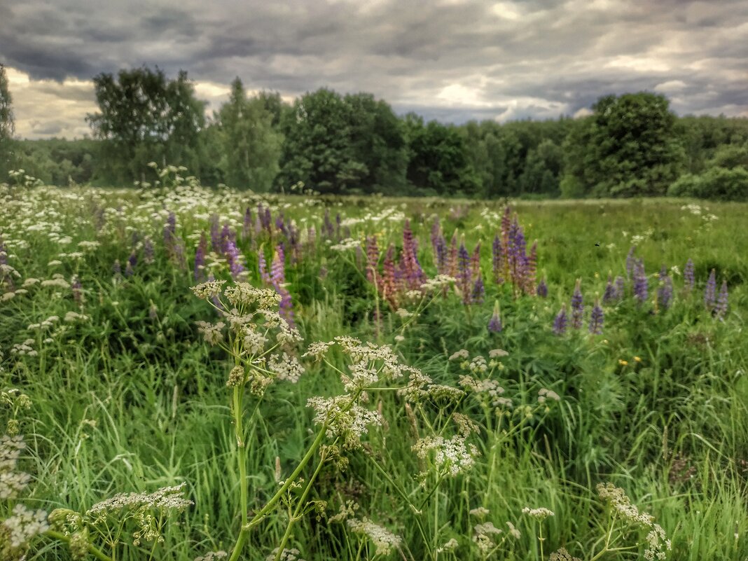 цвктение трав луговых - Валентина. .