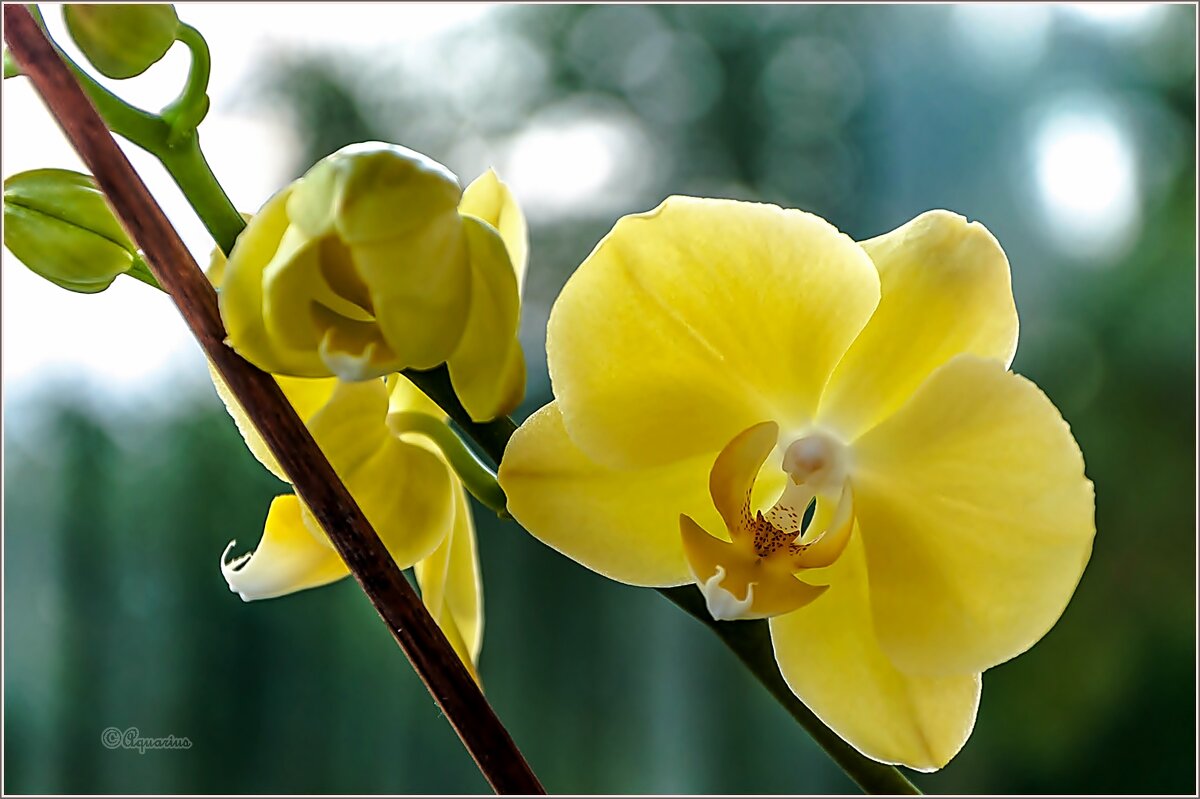 Про цветы - Aquarius - Сергей