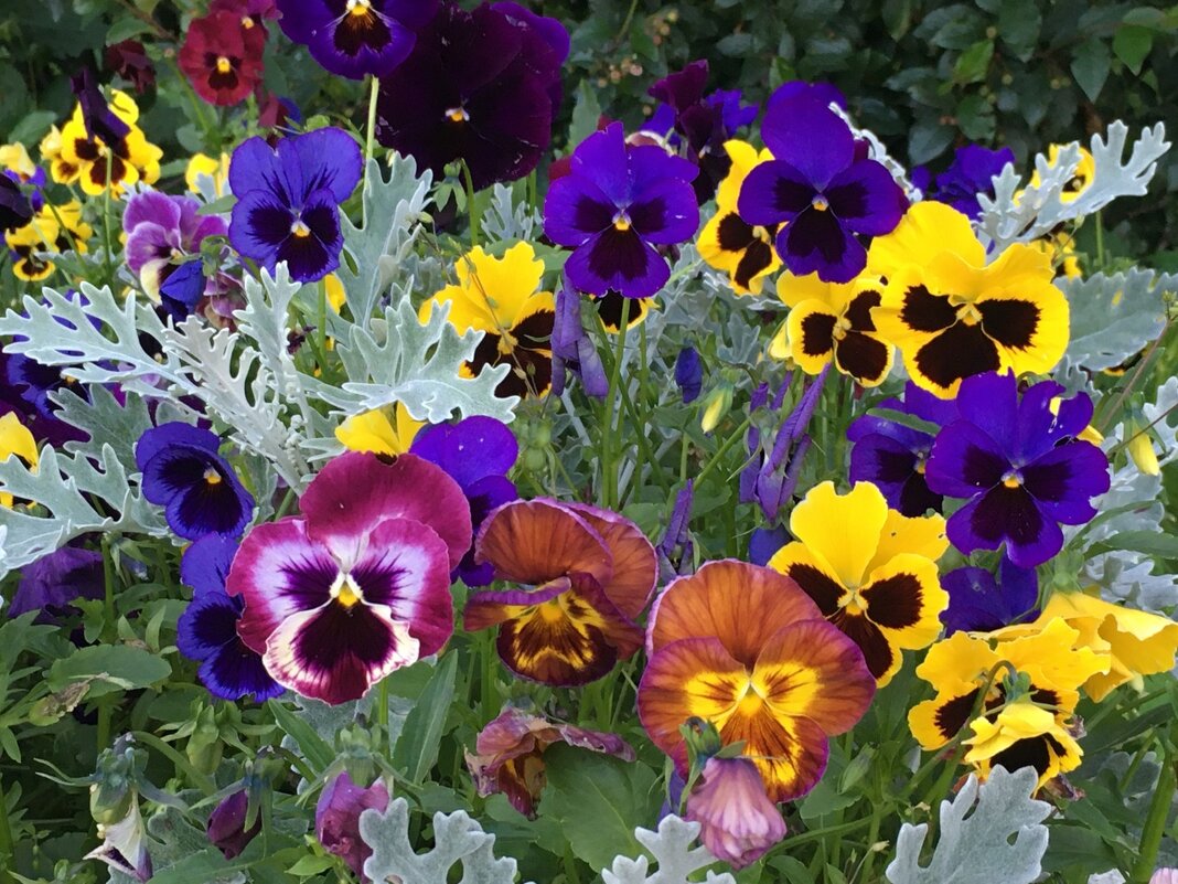 Анютины глазки... - Владимир Павлов