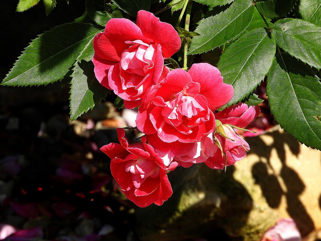 *** - Леонид leo