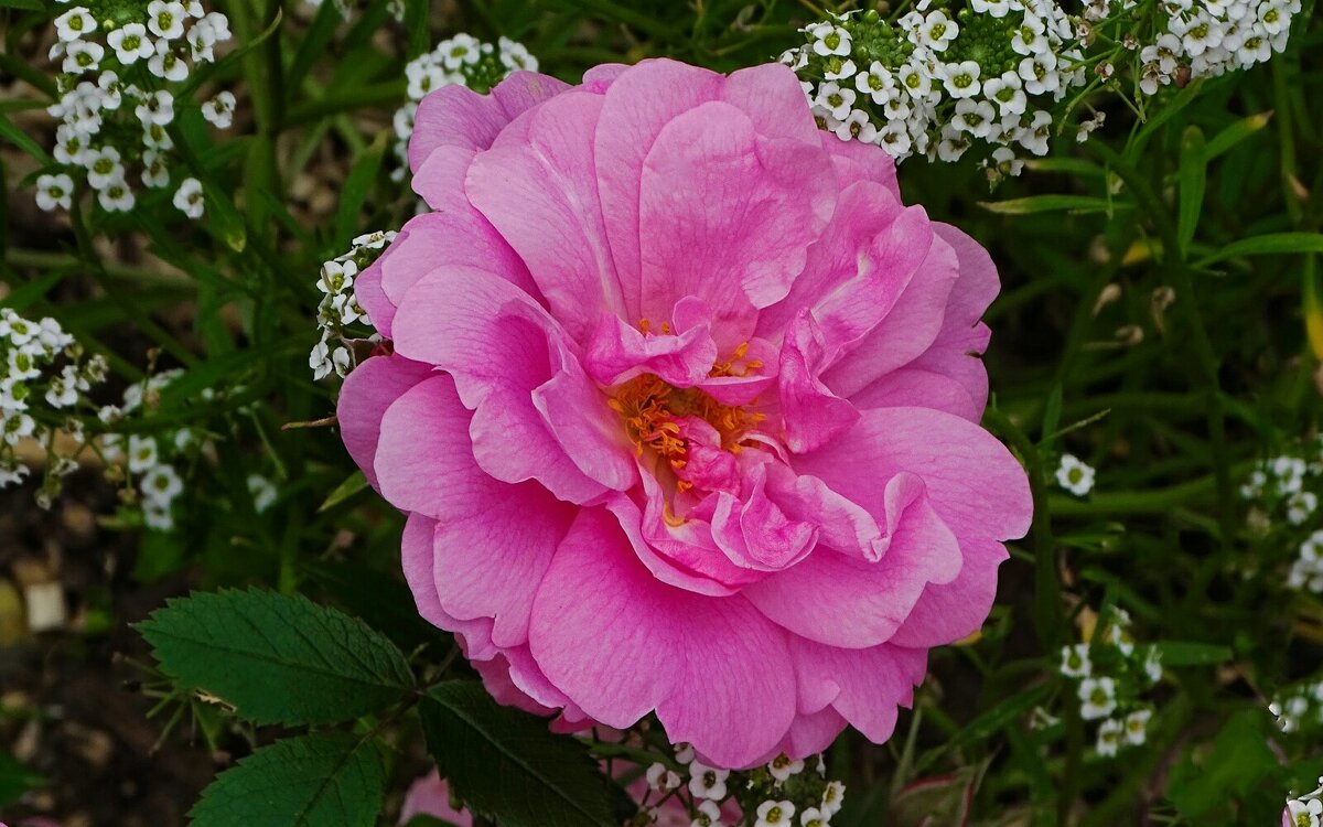 Лето и цветы. - Милешкин Владимир Алексеевич 