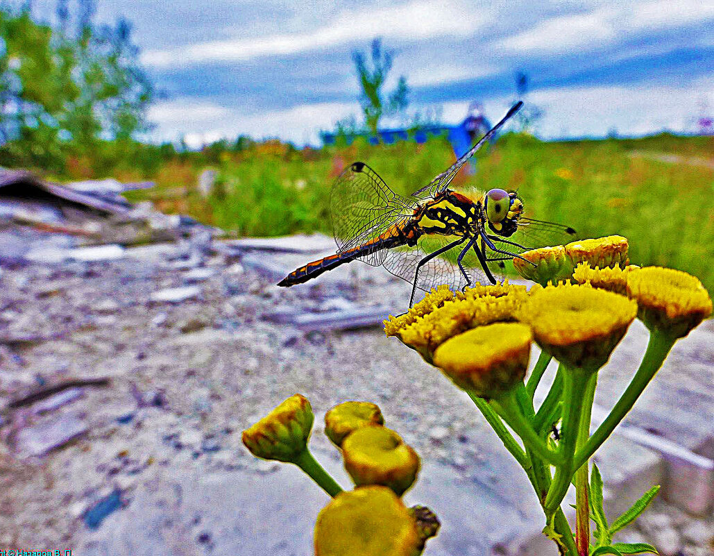 Август...Стрекоза на цветке пижмы! - Владимир Август...Стрекоза на цветке пижмы! - Владимир