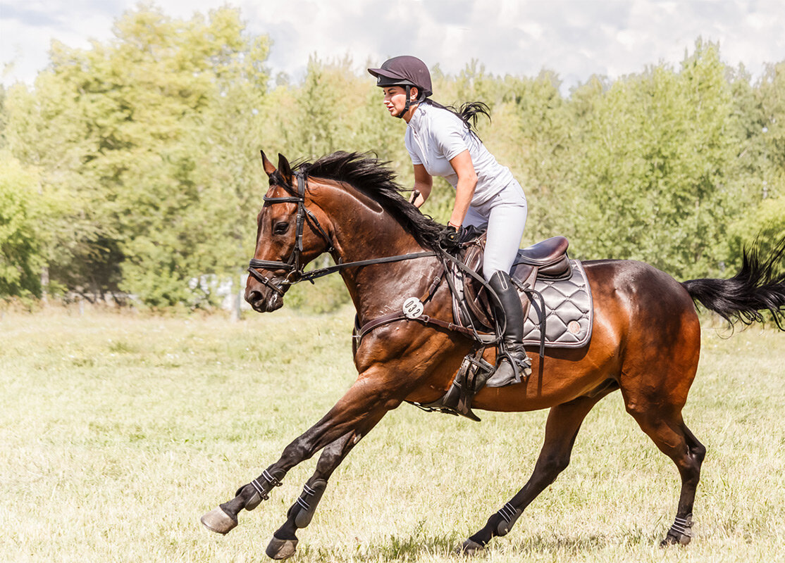 Конкур - SanSan 