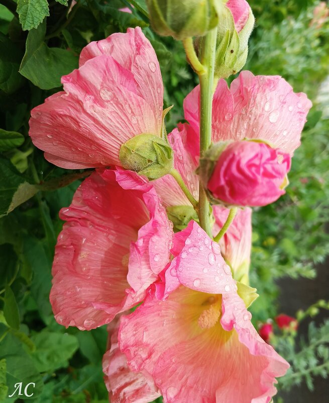 Мальва - Любовь Сахарова