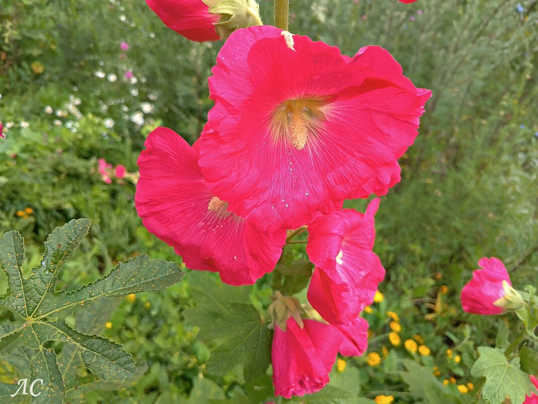 Мальва (шток роза) - Любовь Сахарова Мальва (шток роза) - Любовь Сахарова