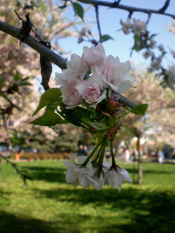 Весна - Роман Савоцкий Весна - Роман Савоцкий