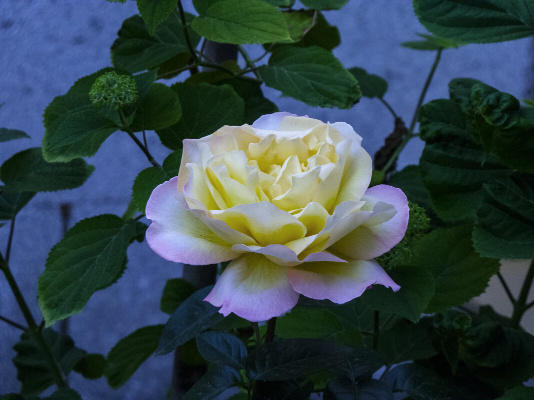 Глория Дей - Валентин Семчишин Глория Дей - Валентин Семчишин