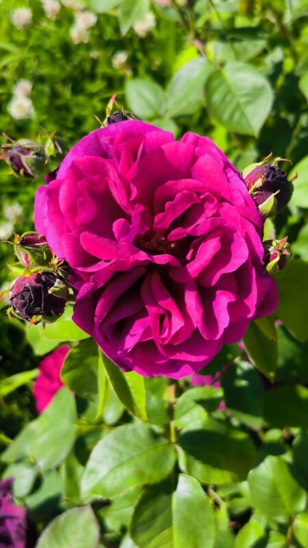 Краски лета. - Ольга 