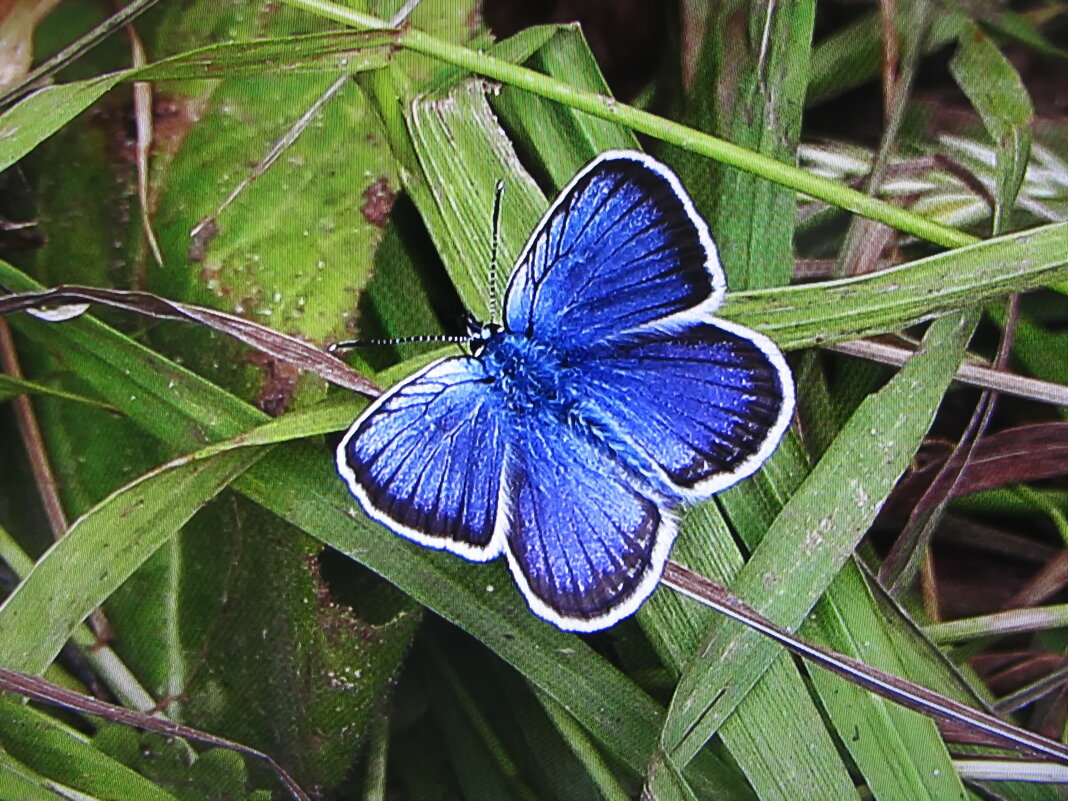 Голубянка - Людмила Смородинская