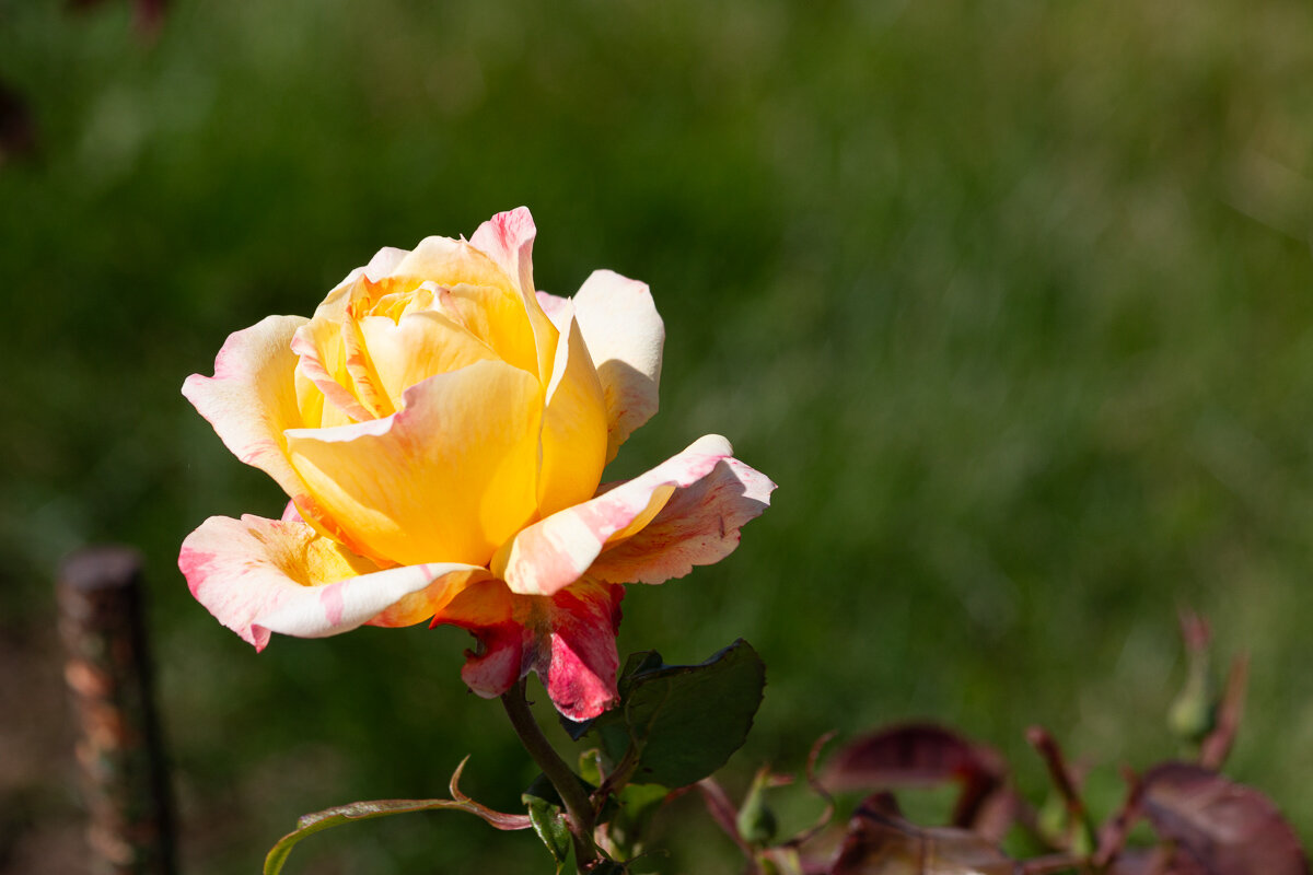 *** - Геннадий Порохов