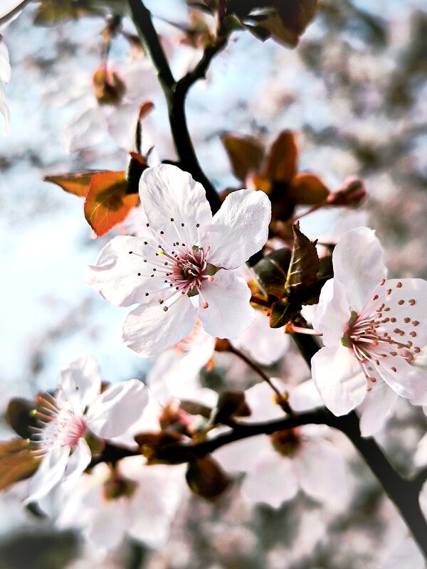 *** - Oksana Verkhoglyad