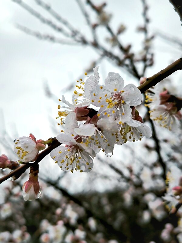 *** - Oksana Verkhoglyad